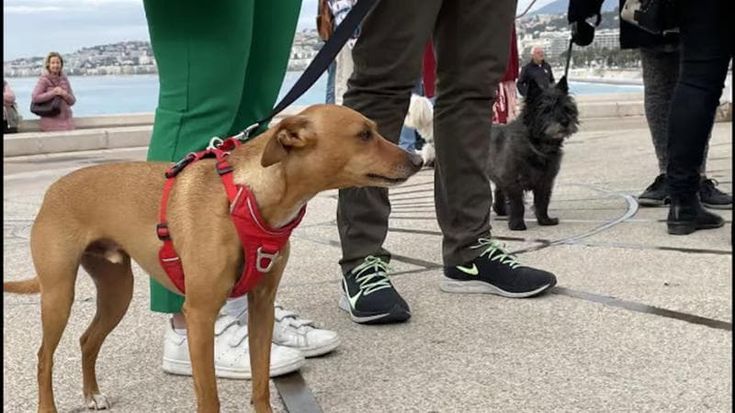 Nizza, torna la Marcia degli Animali, il raduno festoso sul lungomare degli amici a quattro zampe