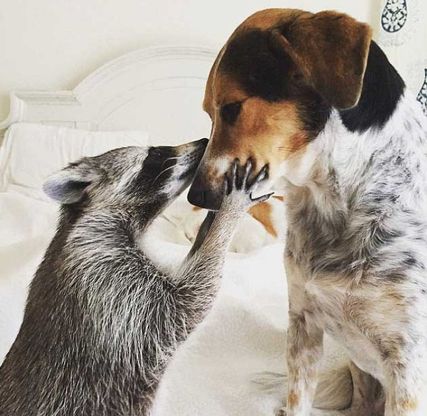 Pumpkin, il procione che crede di essere un cane