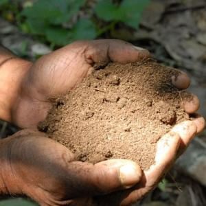 Puglia, i grillini denunciano i tagli all'agricoltura: "Centri di ricerca dimezzati per i tagli "