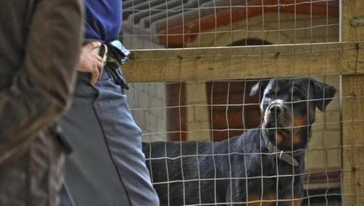 Ferita da un rottweiler, due sorelle minorenni lo hanno aizzato dopo una lite: “Tentato omicidio”