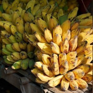 Banane a rischio scomparsa per un fungo patogeno