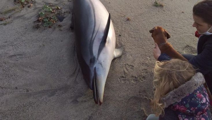 Marina di Camerota, delfino spiaggiato vittima della mareggiata