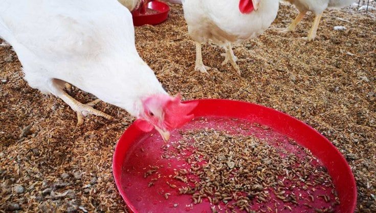Larve italiane di "mosca soldato" per nutrire i polli d'allevamento: via ai test dell'università di Torino