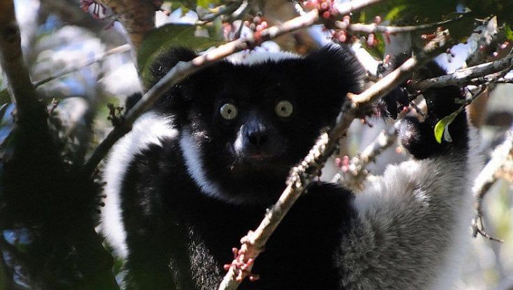 I lemuri cantano come noi e tengono il ritmo