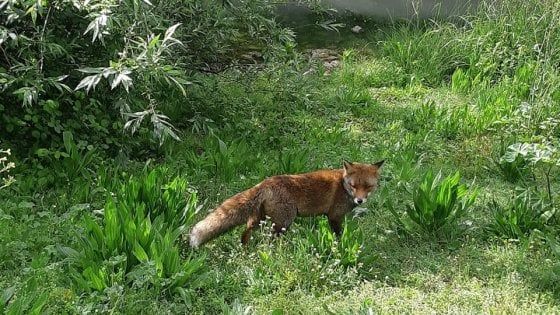 Roma, morta una delle due volpi di villa Pamphilij