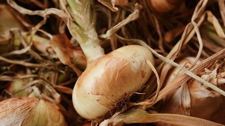 Slow Food salvaguarda la cipolla dell’acqua di Santarcangelo di Romagna