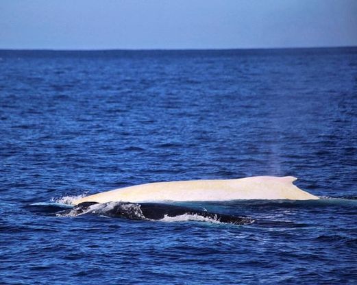  Il ritorno della balena bianca più famosa. Avvistata in Australia dopo 2 anni