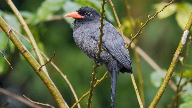 L’“internet della foresta”: così uccelli e primati condividono informazioni di pericolo nell’Amazzonia