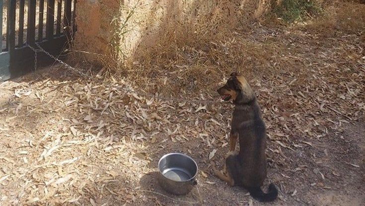 Salento, abbandona cucciolo legato al cancello di un rifugio: scattano la denuncia e una multa fino a 10mila euro