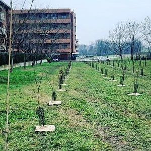 Arbolia: al via primo bosco urbano a Parma e accordo con il Comune di Treviso