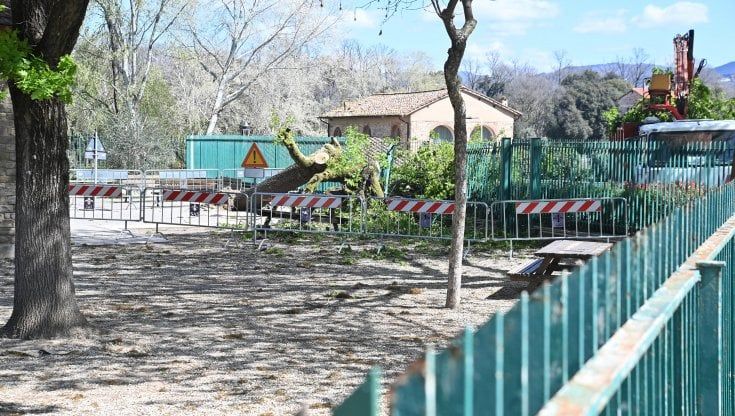 Dai telefonini la mappa dei luoghi più rischiosi per la caduta di alberi
