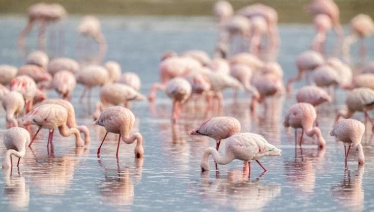 Rosa sulle lagune: dove vivono i fenicotteri in Italia