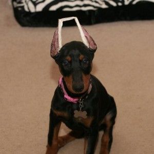 Cucciolo di dobermann chiuso nel furgone, scatta la denuncia