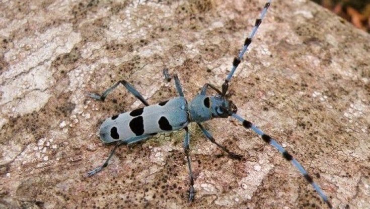 Dai Parchi del Ducato un appello a favore della Rosalia alpina