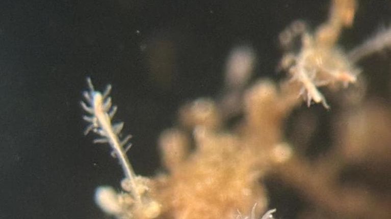 La medusa immortale che torna giovane: così sfida le leggi dell’invecchiamento