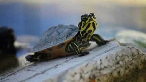 L'affaire tartarughe in Consiglio. Paci: "Torneranno a Parma". Lavagetto: "Spieghi come e dove"