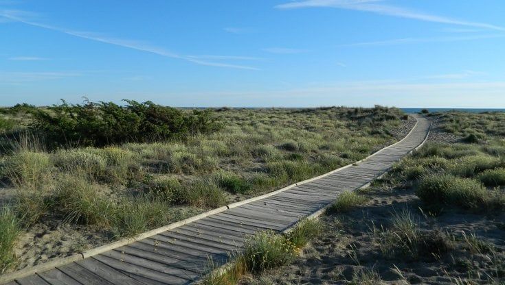 Viareggio, la pista ciclabile della discordia: lite tra ambientalisti e Comune per le bici alla Lecciona
