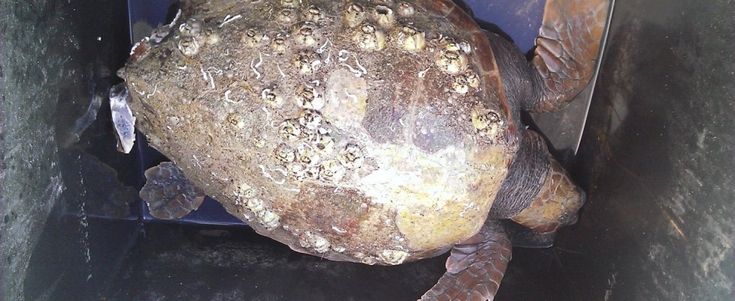 Molfetta, trovano una tartaruga gigante in spiaggia e la caricano in auto per curarla: è salva
