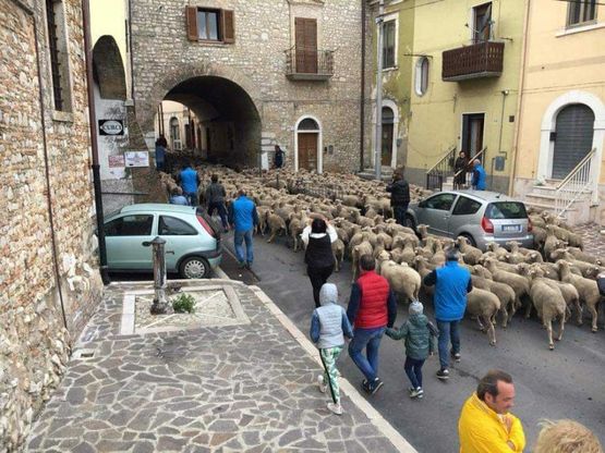 Lo spettacolo della transumanza, in Puglia mille pecore attraversano i paesi 