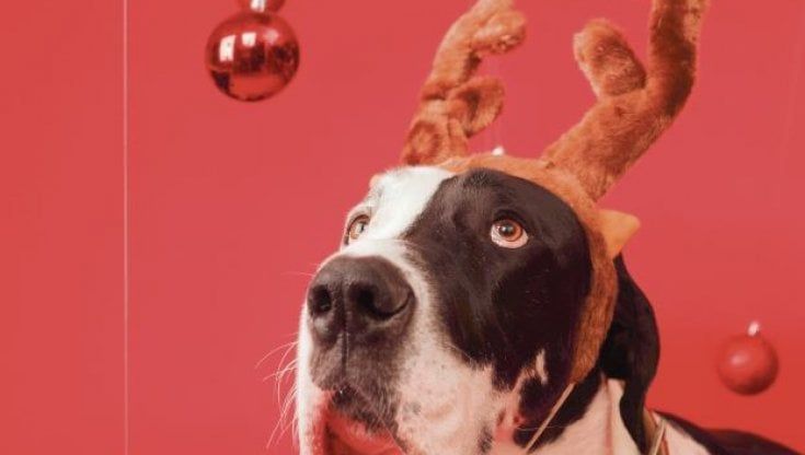 "Champagne" di succo di mela e biscotti a forma di zampa, i regali golosi per cani e gatti