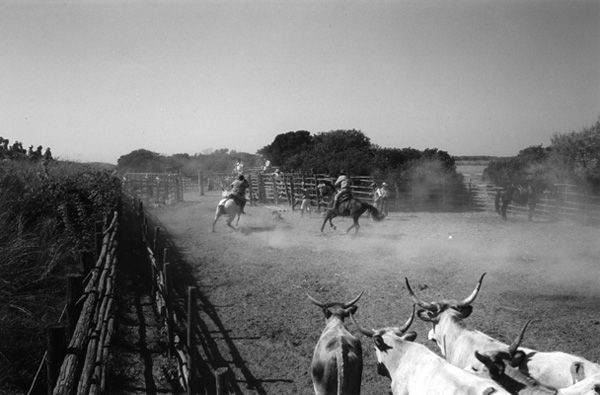 Maremma, terra di butteri e di cavalli