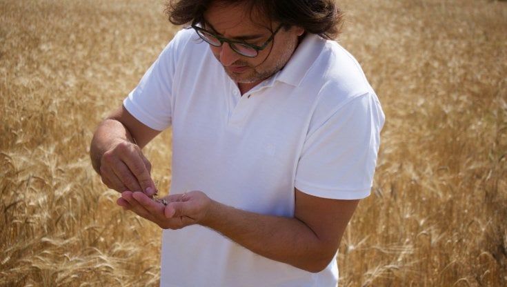 Il "papà" dei grani antichi siciliani, che non è stato profeta in patria