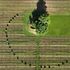 Agroforestazione e specie resistenti, così la vite resiste al riscaldamento globale
