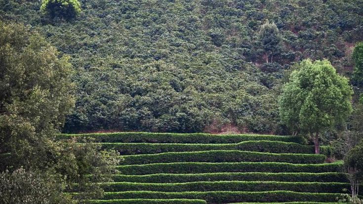 Yunnan, una delle capitali cinesi del tè. Dove ora si coltiva (e si beve) quasi solo il caffè