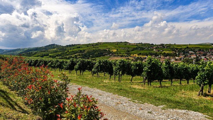 Vino, è biologico un vigneto su cinque ma i consumatori non lo comprano 