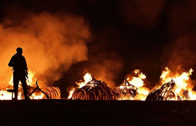 Kenya, guerra ai bracconieri: bruciate 100 tonnellate di avorio