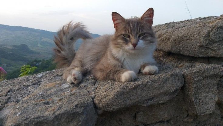 Voglia di vacanza portando in ferie anche gli animali