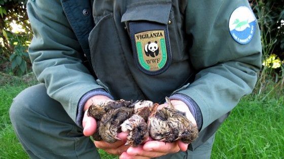 Otto milioni di uccelli all'anno vittime del bracconaggio in Italia