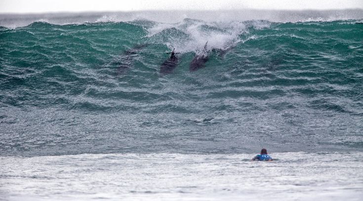 Sudafrica, delfini come surfisti: branco cavalca l'onda