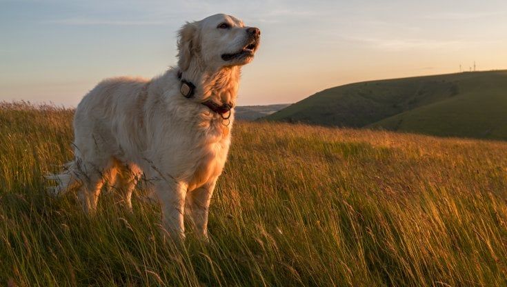 Le medagliette intelligenti made in Italy per cani puntano sugli Usa