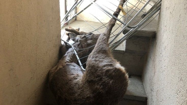 Capriolo incastrato in uno stendibiancheria in pieno centro a Susa