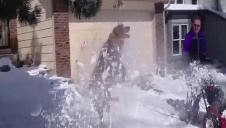 Tra ghiaccio e ruzzoloni, i cani si divertono sulla neve
