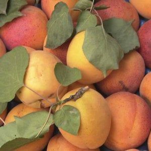 I cluster di alimentazione e salute uniscono le forze