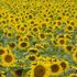 Un campo di micro girasoli artificiali per assorbire l'energia solare