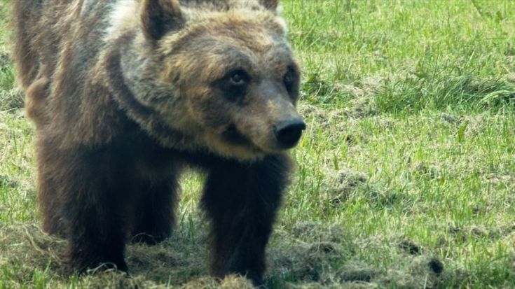 Gemma, la madre degli orsi