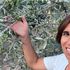 A Villacidro il primo olio bio della Sardegna. 'L'ulivo porta soddisfazioni, anche economiche'