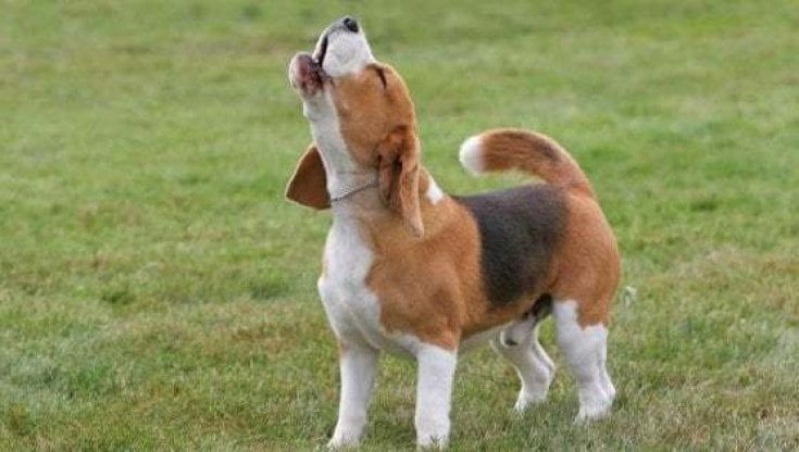 Covid, tutti pazzi per cani e gatti: nel Regno Unito 3,2 milioni di pets venduti in un anno
