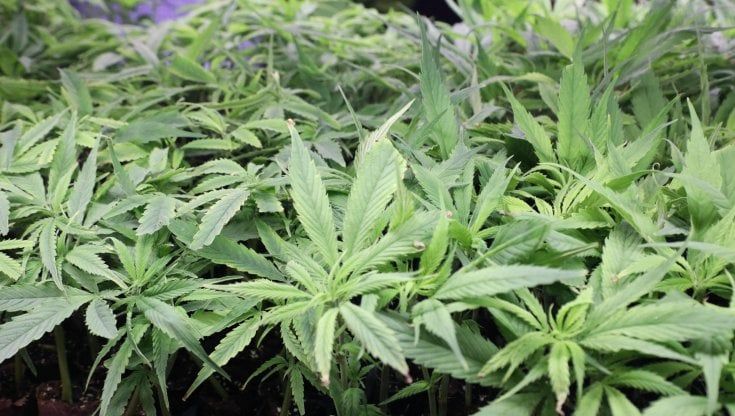 Dalla cannabis all’eutanasia, boom di firme per i referendum