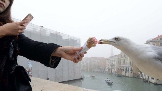 Venezia, gabbiano le strappa noce di bocca: donna finisce in ospedale