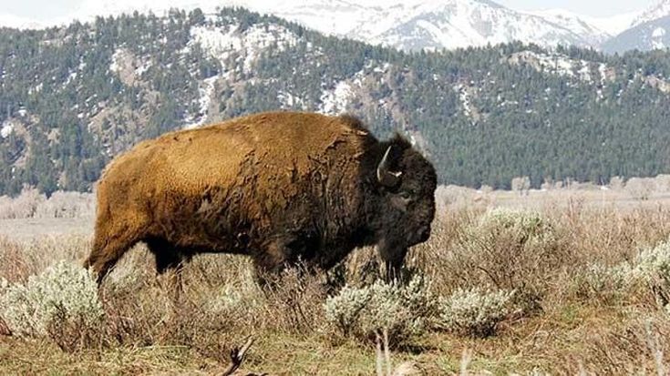 Trump vuole sfrattare i bisonti: la battaglia del tycoon contro gli animali simbolo degli Usa