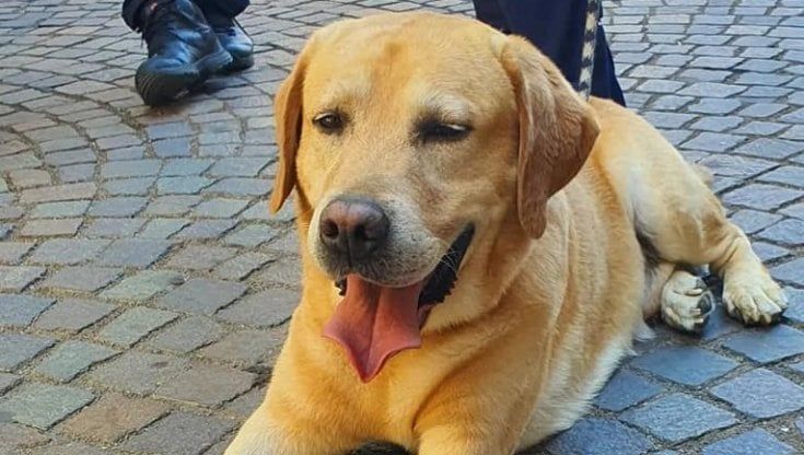 L'"Agente Trevi" va in pensione, cerimonia a Treviglio per il cane antidroga. Il sindaco: "Il suo lavoro fondamentale"