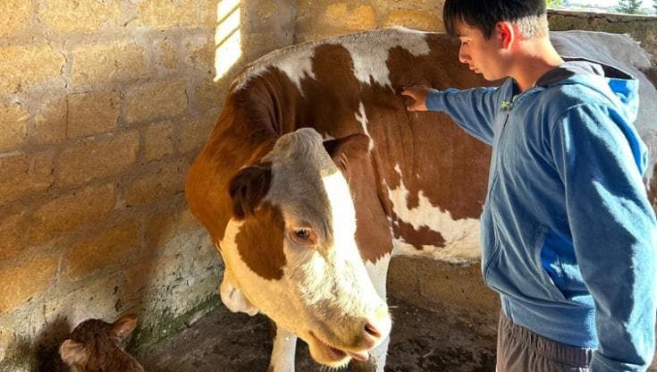 Santa Ninfa, cinque vitellini salvati dalle fiamme da un quattordicenne