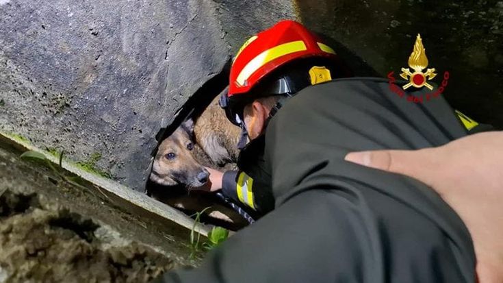 Cane intrappolato in una tubazione, il salvataggio del vigili del fuoco a Sesto Fiorentino