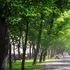 Emissioni zero 2030: per le città europee piantare alberi non basterà più