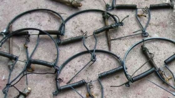 Otto milioni di uccelli protetti uccisi da bracconieri in Italia