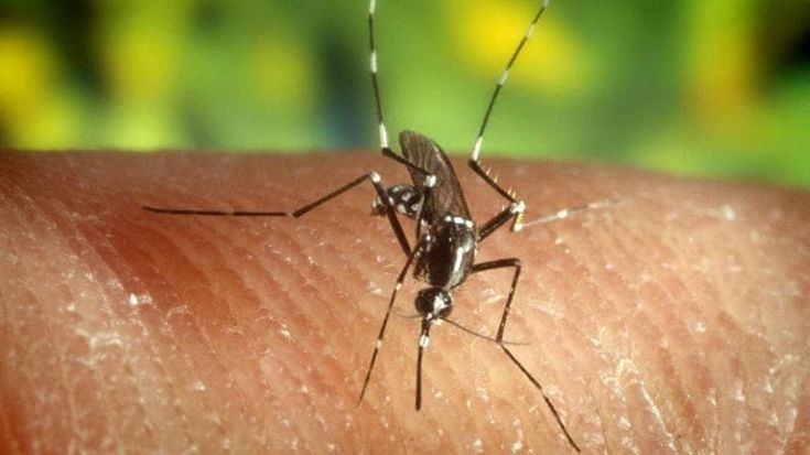 West Nile, secondo caso in Puglia: il virus in un cavallo morto in provincia di Foggia